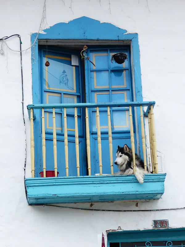 Husky on a light blue balcony on a white house wall