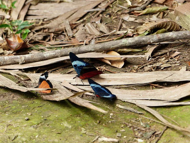 Two blue and red butterflies on dry bark