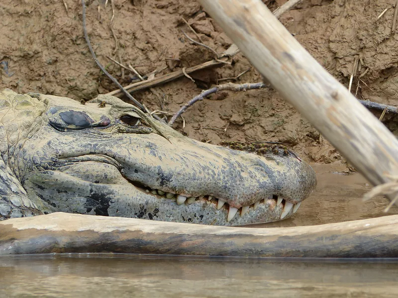 Caiman on a muddy riverbank