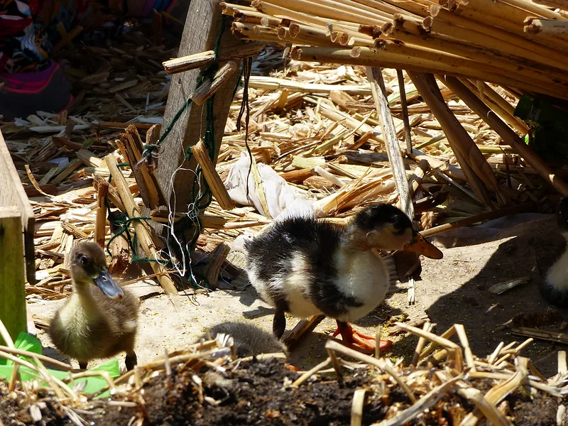 Two ducklings among wood shavings