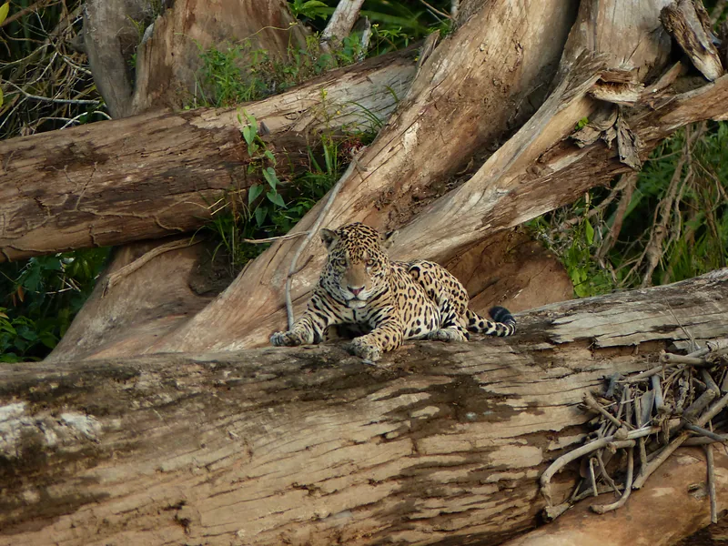 Jaguar on a fallen tree trunk