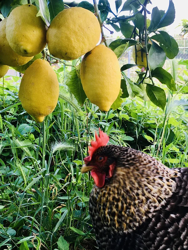 Lemons on a tree, a hen in tall grass below
