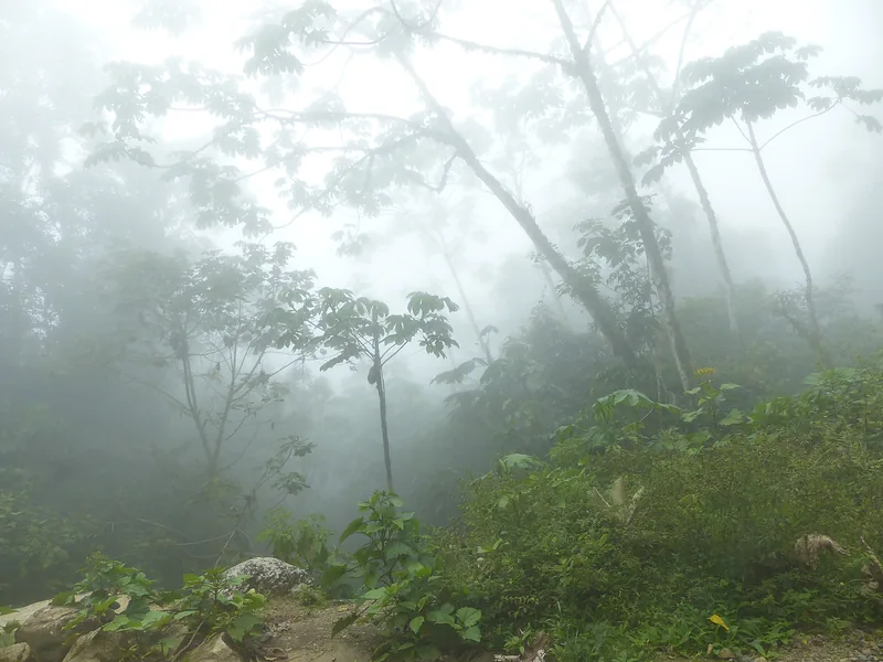Mist between trees in a forest