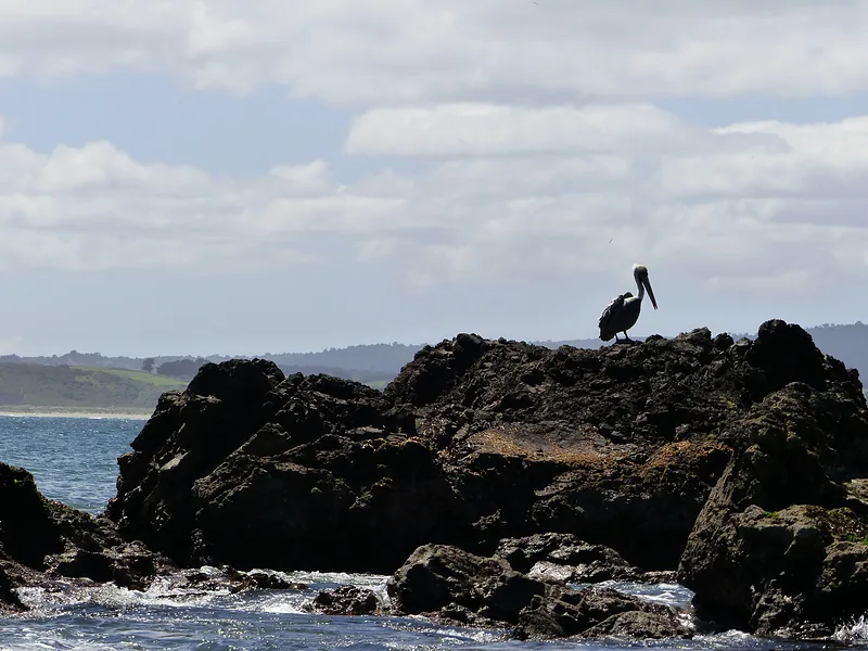Pelican on a rock in the surf