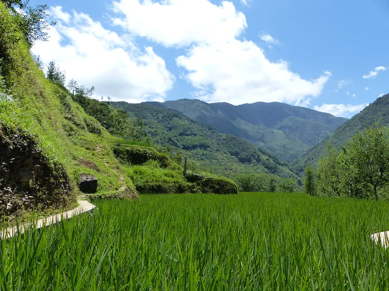 Rice terraces in a green valley