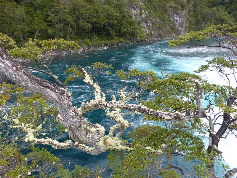 Lichen-covered branch above turquoise river water
