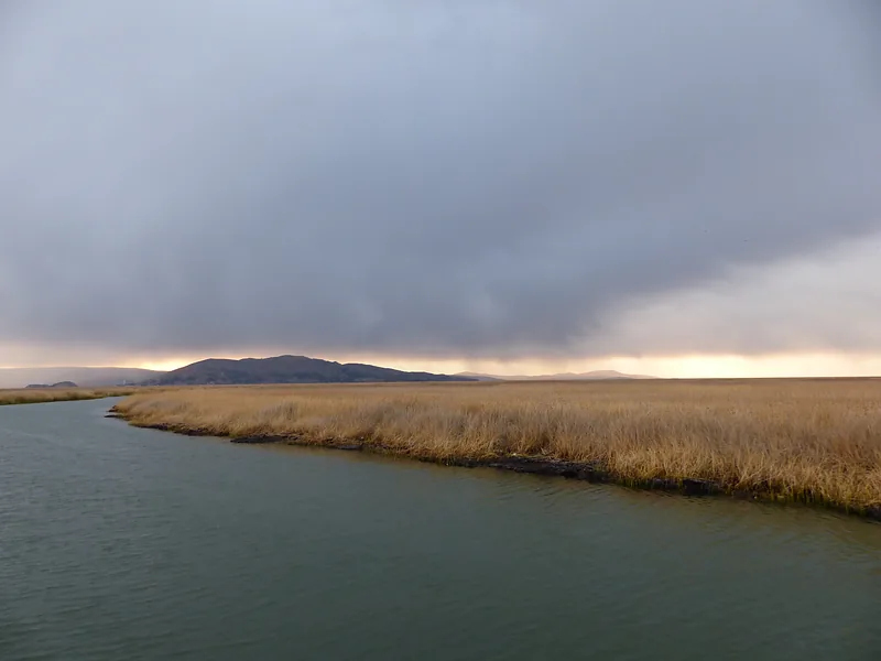 Storm clouds over a reed bank by the water